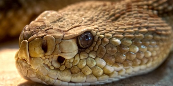 Jörmundgander; La Serpiente de Midgard